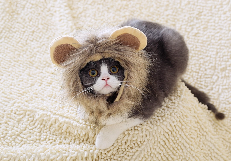 Lion headgear cat hat cute transformation decoration