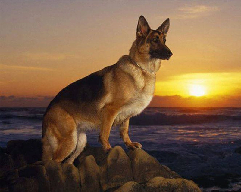New Full Diamond Sunset Dog Diy Diamond Painting