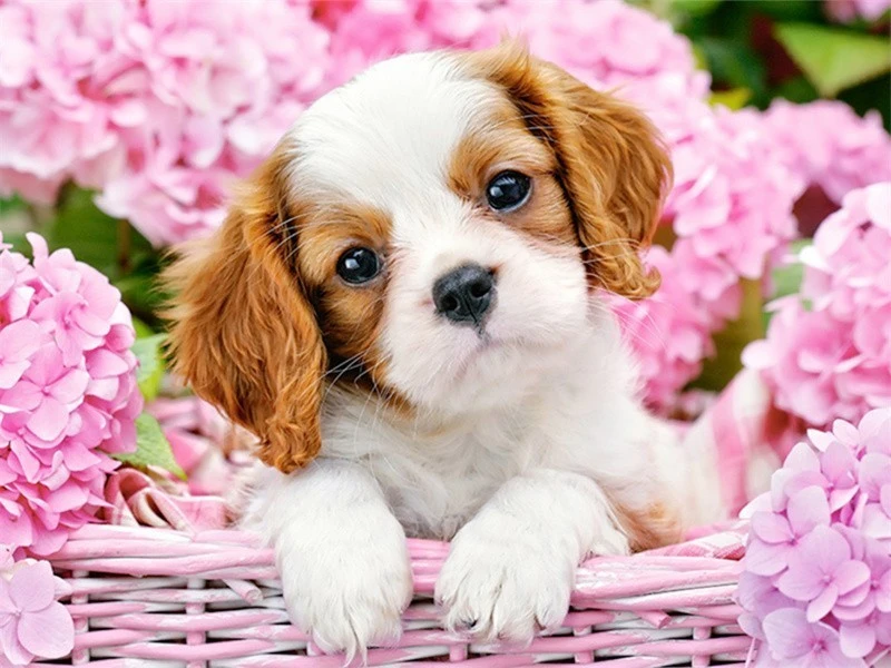Cute puppy diamond drawing