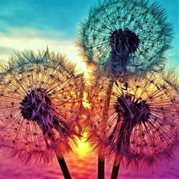 Dandelion diamond painting