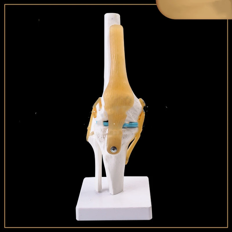 Human Knee Joint Functional Model Bone Skeleton