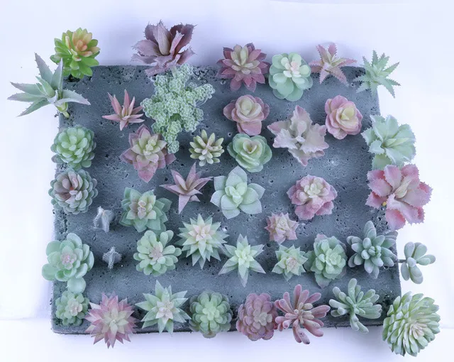 DIY simulation succulents