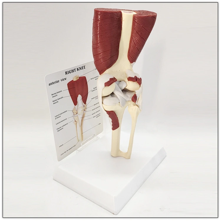 Skeleton Human Knee Joint Function Model