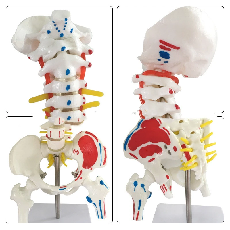 Human Skeleton Model Of Cervical Spine And Lumbar Spine Color Spine Model