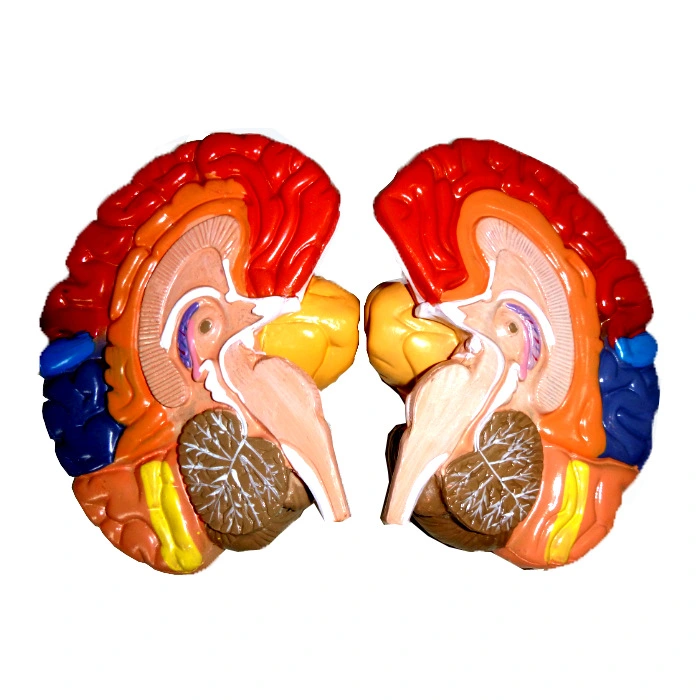 Human Brain Anatomical Model Cerebral Artery Model