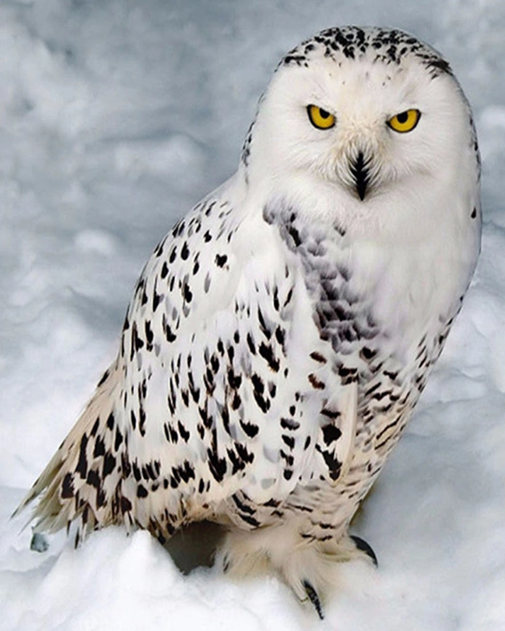 White Owl Diamond Painting Owl Drawing Snow Animal Nature DIY 3D Diamond Embroidery Winter Mosaic Drawings Needlework