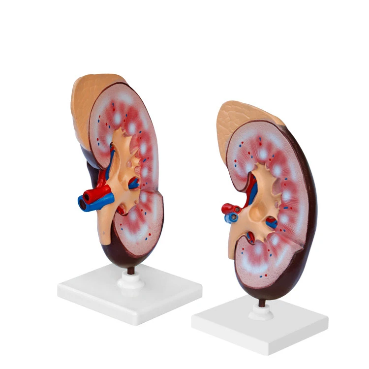 Kidney Biological Model Teaching Demonstration