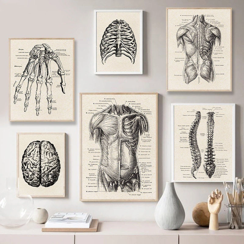 Anatomical drawings of human organs