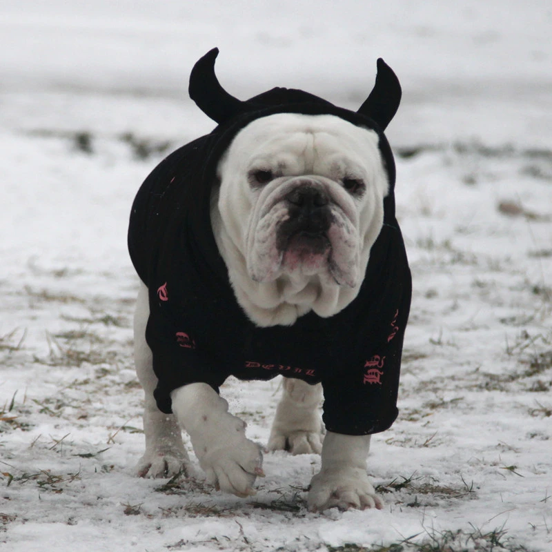 English cattle and dog clothes