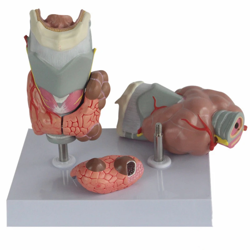 Endocrinology Thyroid Disease Display Model