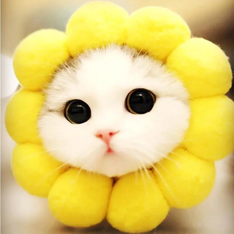 Cat headgear funny cute warm decorative hat