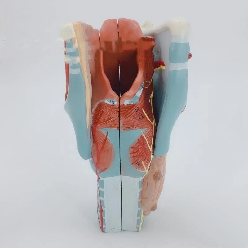 Throat Snd Thyroid Model Otolaryngology Teaching Aid