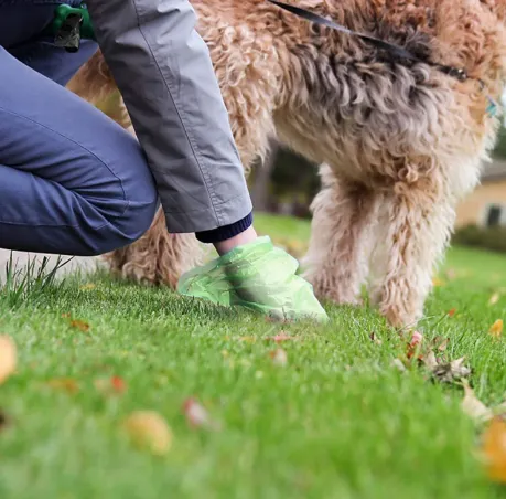 Dog picking up a toilet bag