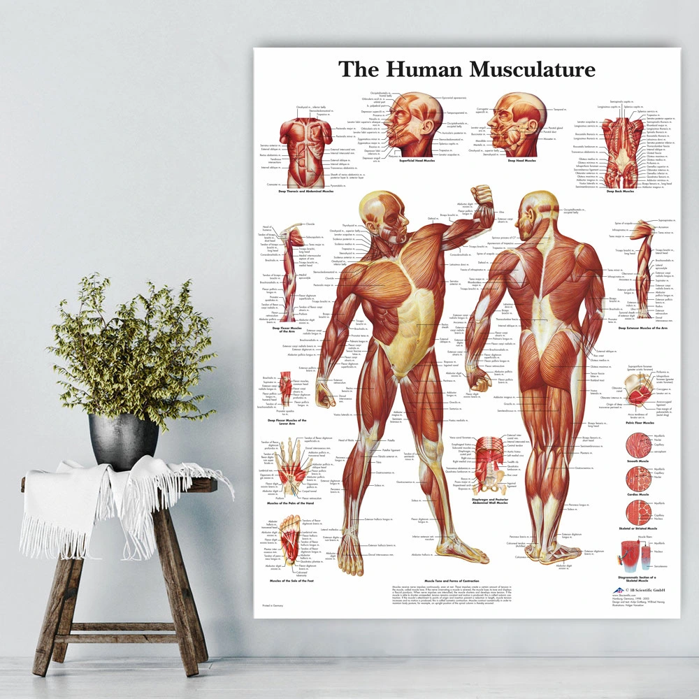 English Version Of Human Skeleton Analysis Poster