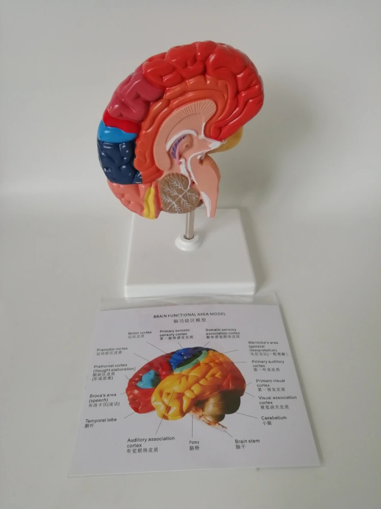 Left Brain Color Classification Function Area Model