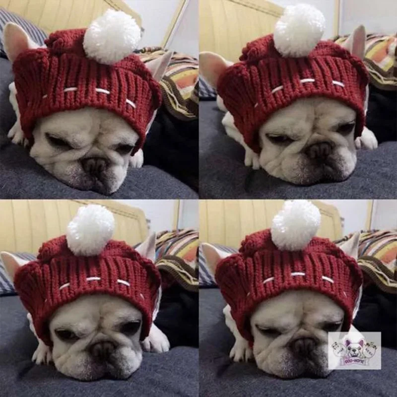 Anglo-FrenchBulldog Pug Funny Hat