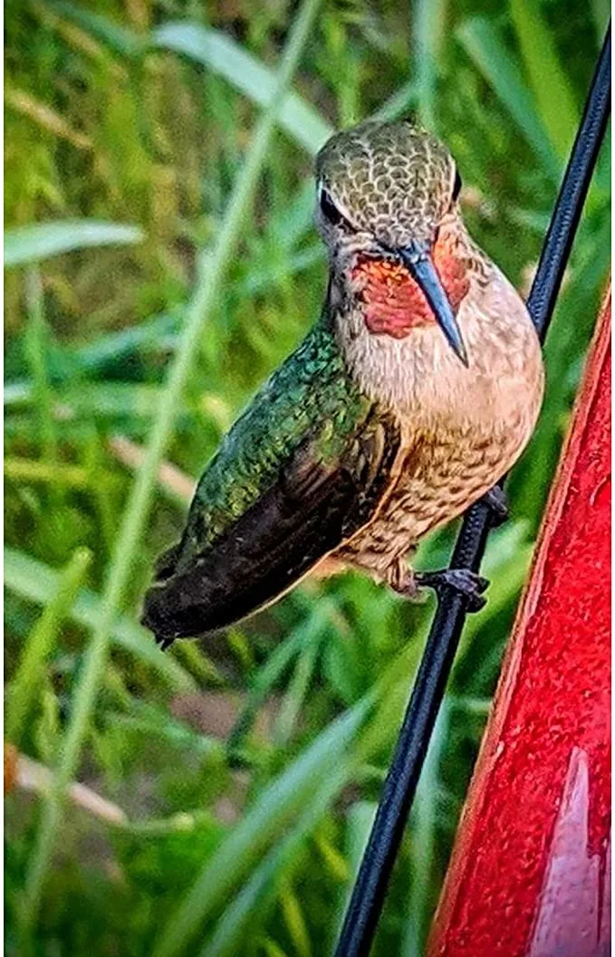 Hanging Long Tube Red Bird Feeder Hanging Hummingbird