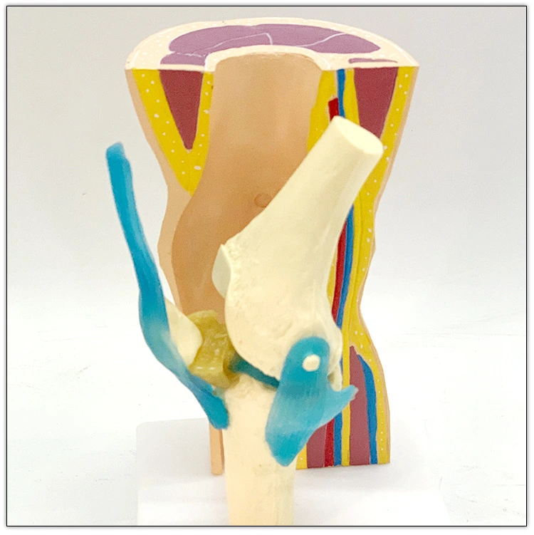 Human knee joint model Knee joint ligament muscle foreskin demonstration model skeletal skeleton movement display