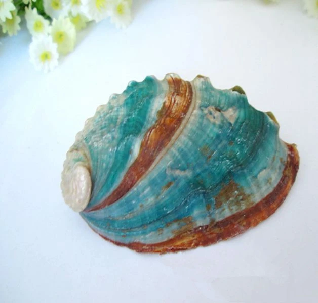 Natural Conch Shells Colorful Abalone Shells 4-5 Cm Colorful Shells