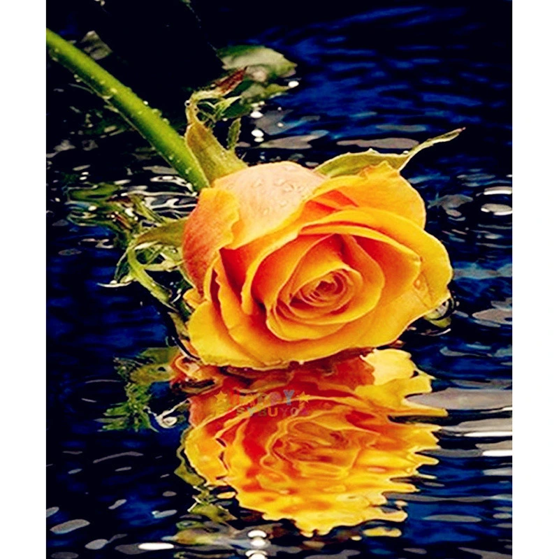 Yellow Rose With Reflection In Water