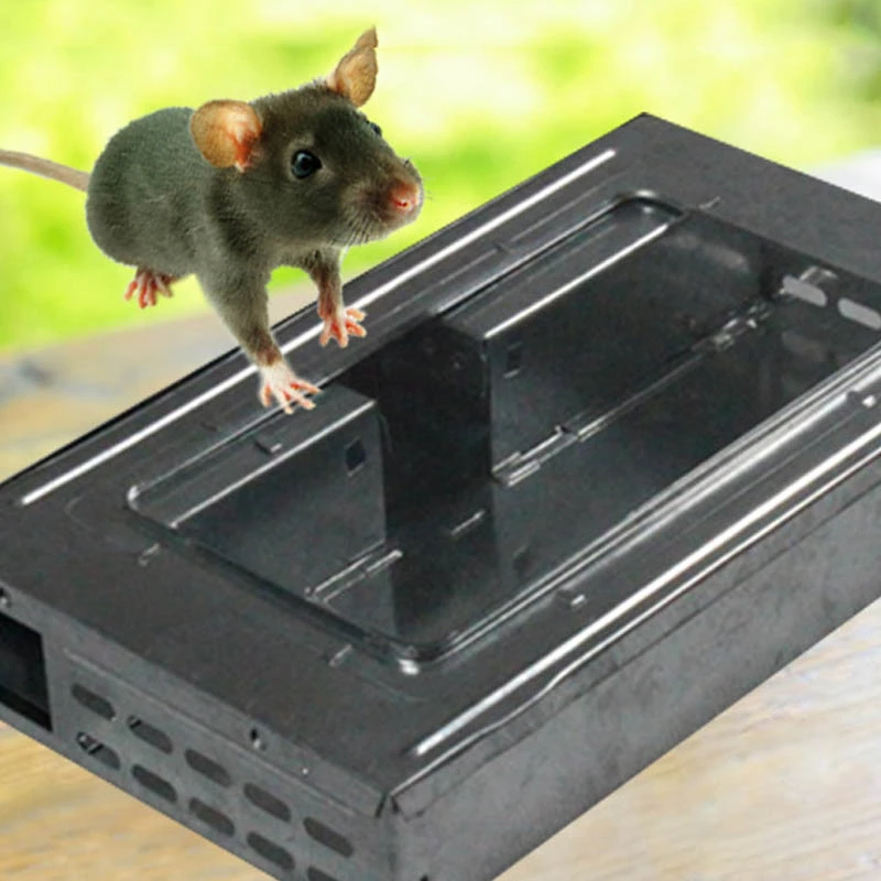 Domestic Continuous Mousetrap With Window