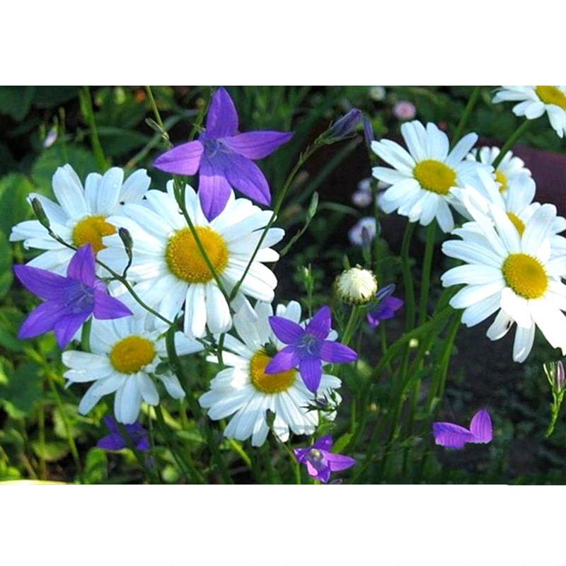 5D DIY Diamond Painting  Daisy Flower  Embroidery Cross Stitch 5D Home Decoration Gift