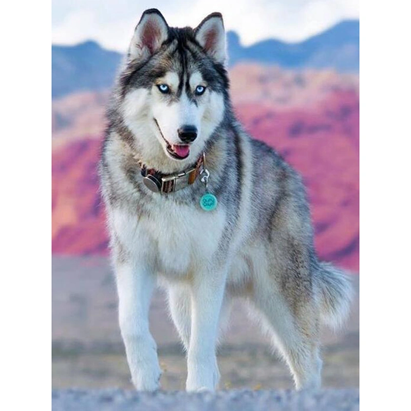 Diamond Painting Husky Theme, 5D Diamond Painting, Cross Stitch DIY