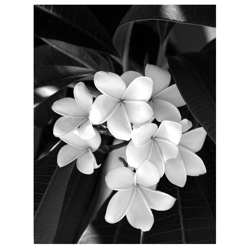 Diamond Painting Black And White Flower Diamond Embroidery Cross Stitch Home Decoration Gift