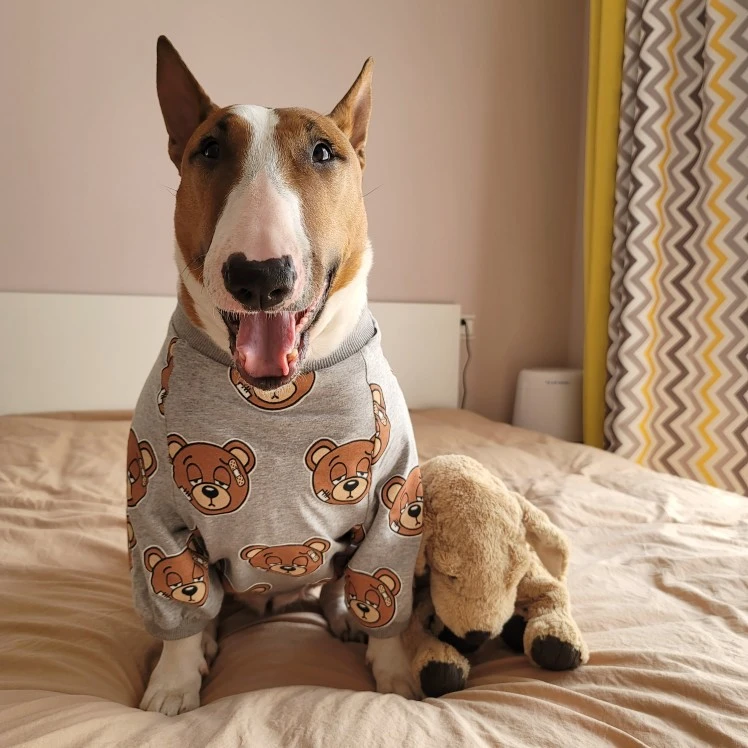 Fashionable And Simple Bear Cartoon Print Pet T-shirt