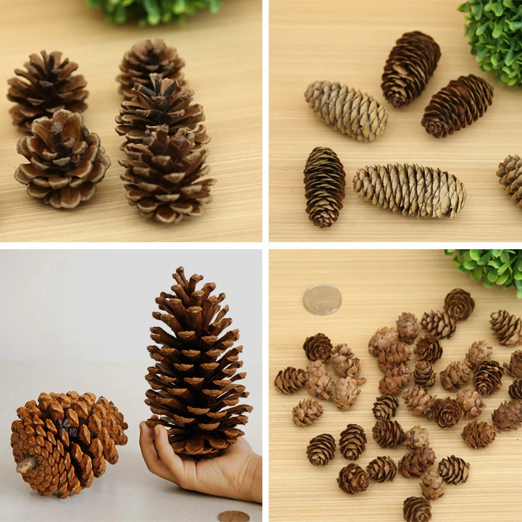 Creative Decoration Shooting Props Dried Flower Pine Cone