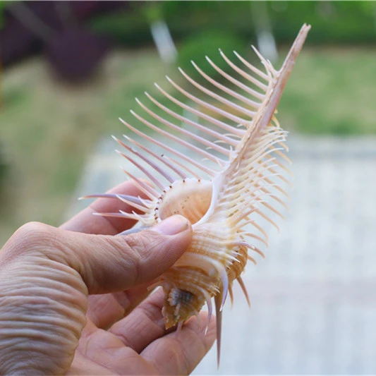 Conch Shell Venus Murex Specimen Snail