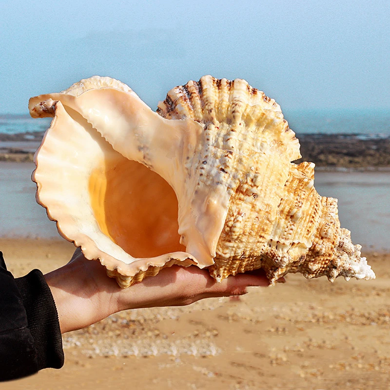 Natural Stone Conch Shell Fish Tank View Home Bookshelf Decoration Gift