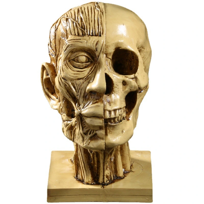 Teaching Model Movie Scene Layout Props Muscle Skull Head