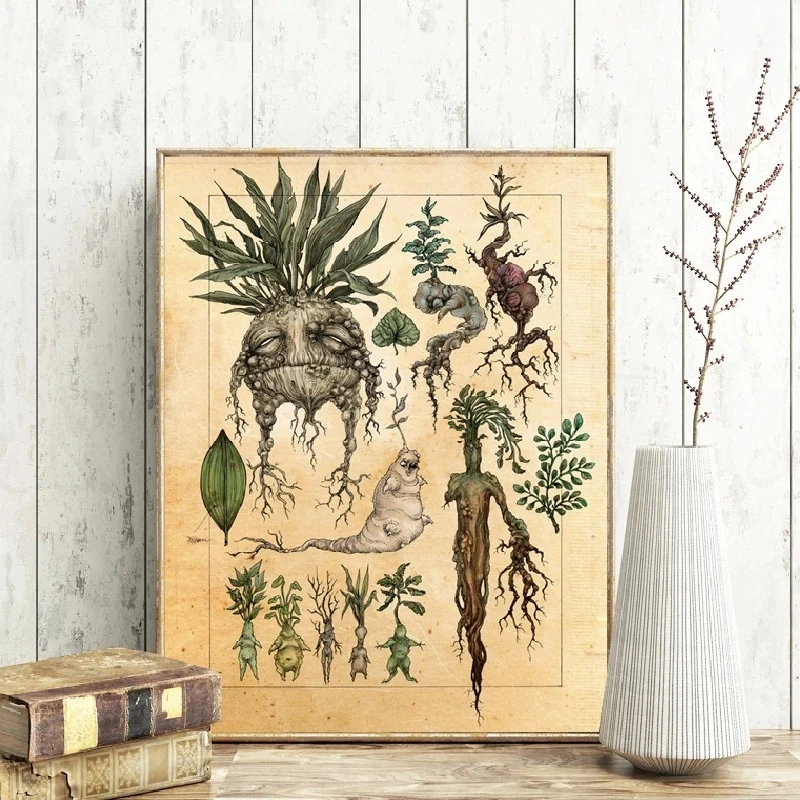 Vintage Ginseng Plant Poster Illustration Drawing Core