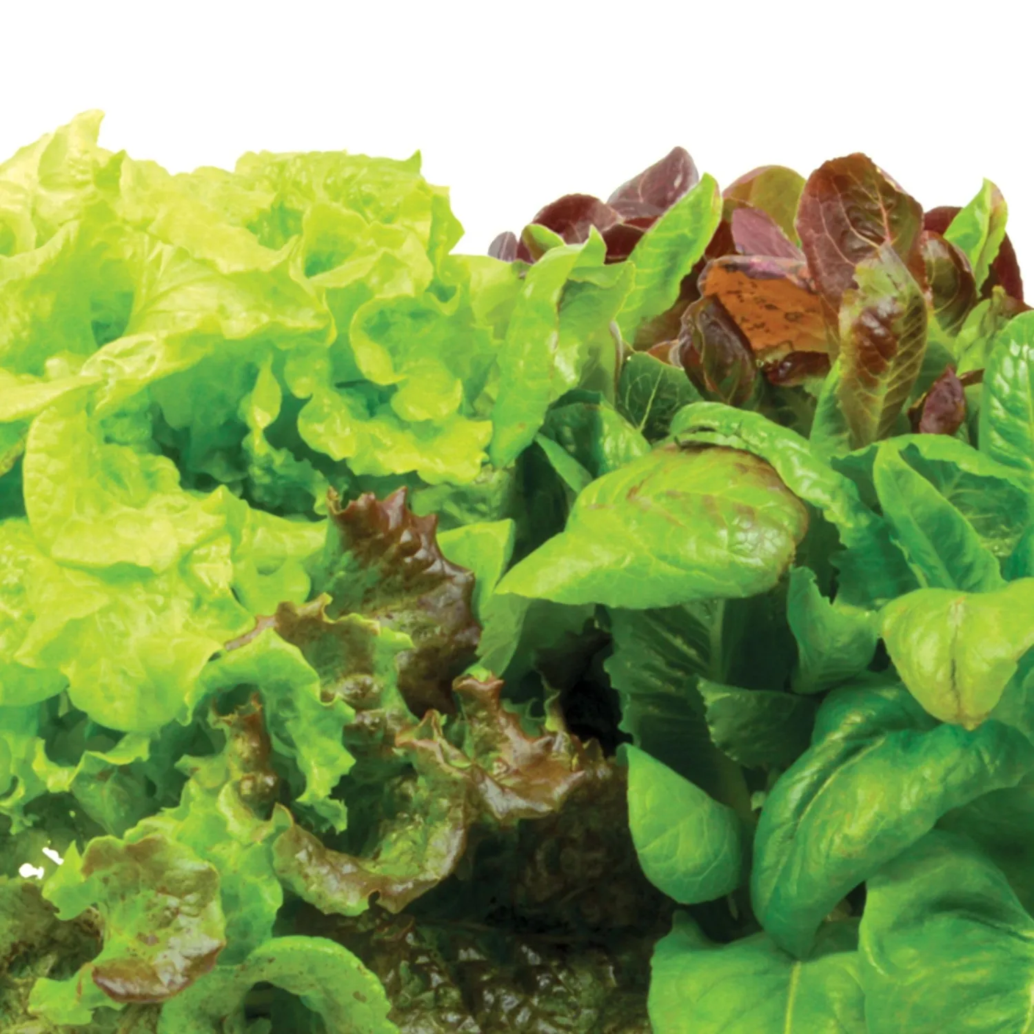 AeroGarden Heirloom Salad Greens Mix Seed pod Kit with Pre-Seeded Grow pods, Liquid Plant Food, and Growing Guide, 6-Pod