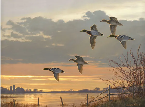 Autumn Sunset-Mallards  Digital Painting