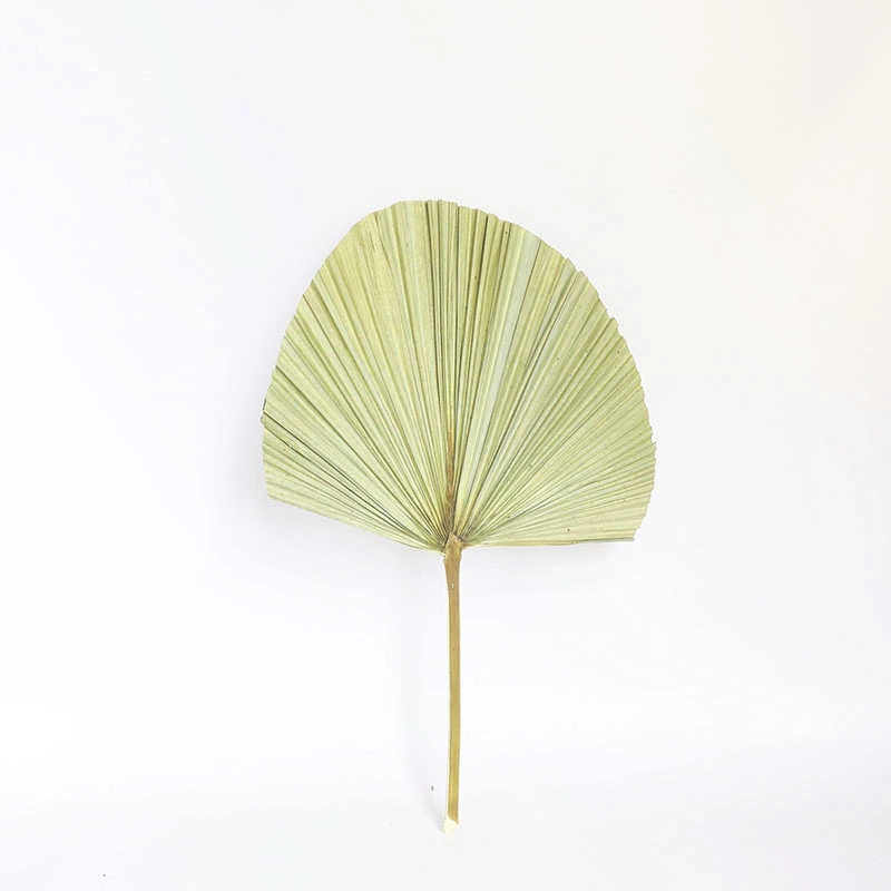 Real Natural Palm Leaves Large Size Palm Leaf For Home Decor