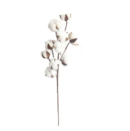 Natural dried flower cotton home living room decoration