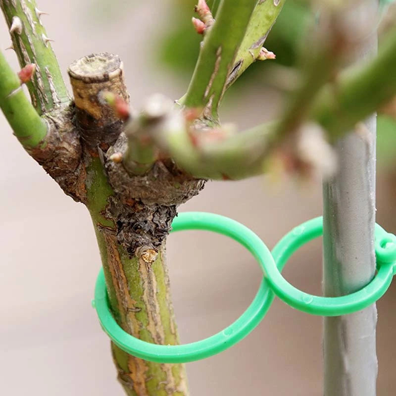 Garden buckle 8 Word Buckle Plant Stem Tomato Flower