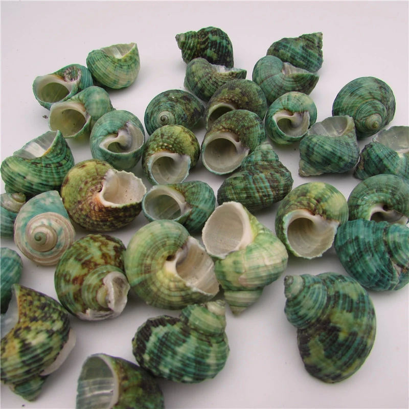 Natural Shells, Replacement Shells For Hermit Crabs