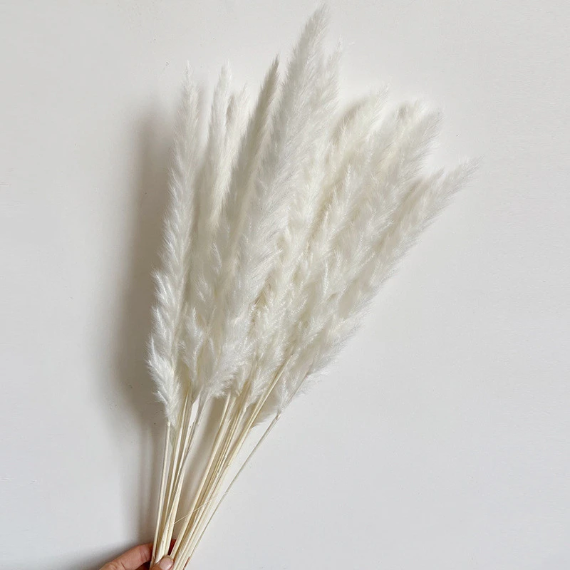 Dried Flower Decoration Inss Reed Small Reed Home Pampas Grass