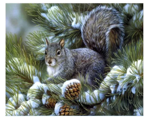 Digital Painting Kit Animal Squirrel Adult Frameless