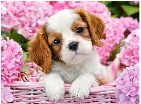 Cute Puppy In Basket Oil Painting