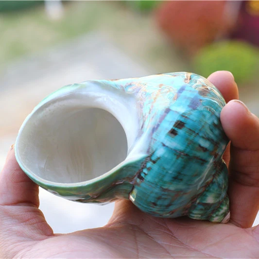 Natural Large Conch Shell Coral Green Turban Shell