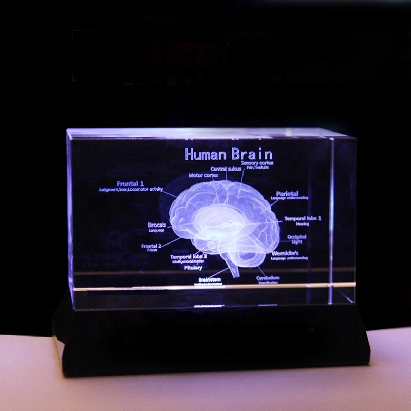 Human English brain model