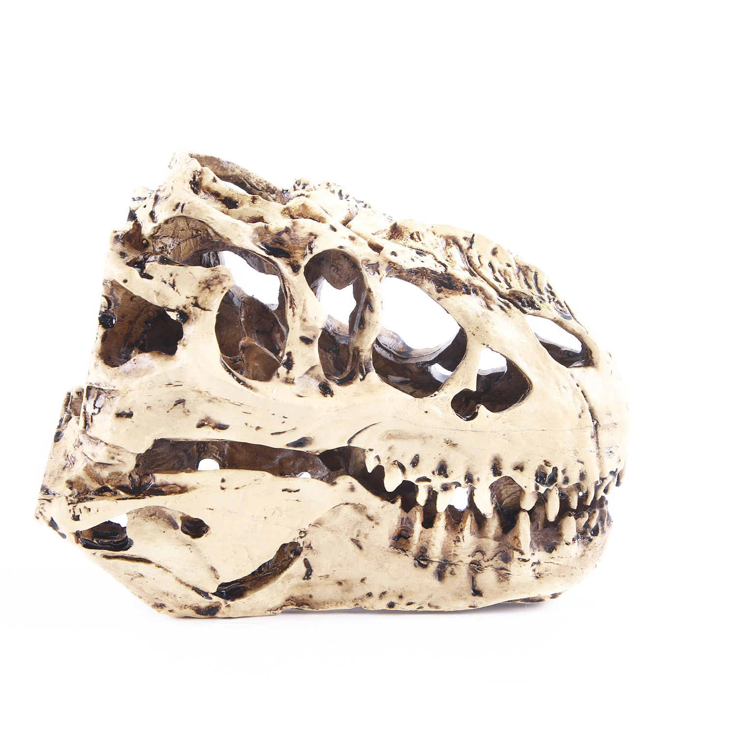 Personalized Decoration Tyrannosaurus Dinosaur Skull Specimen Resin Skull