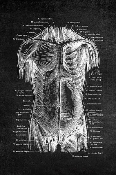 Black And White Decorative Painting Of Human Organs