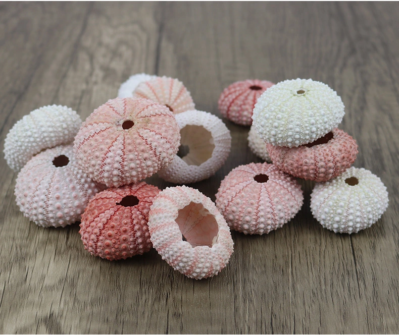 Natural conch dream pink sea urchin shell