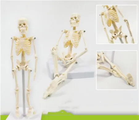 Teaching 21Cm Full Body Model Of Human Bone Spine