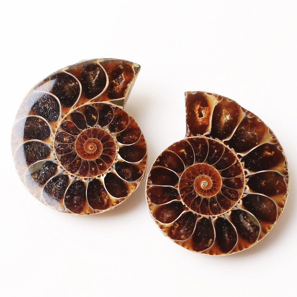 Spotted Snails Yuhua Snails Fossil Snails Open Sliced Snails Naked Stone Pendant